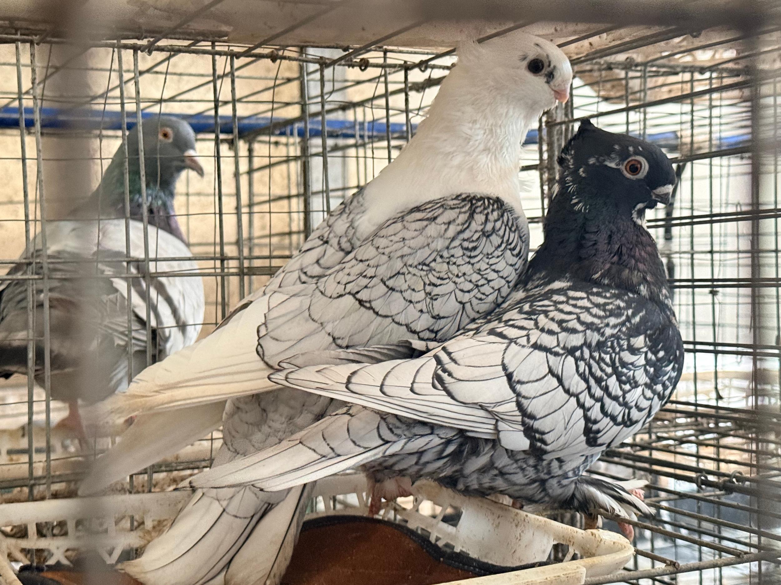 衰ֵáù͸۱ ֳ١Ƴ롱