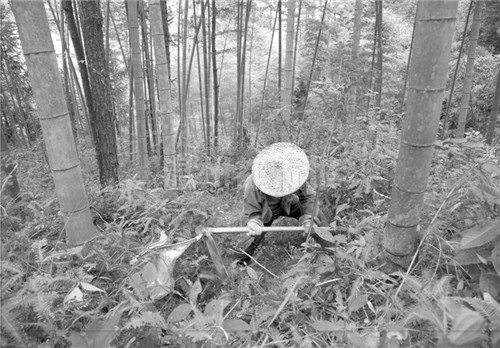 秦岭深山采药人图片