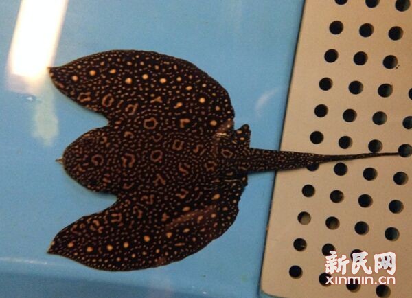 "魔鬼鱼"蝙蝠魟万圣节将在上海海洋水族馆展出