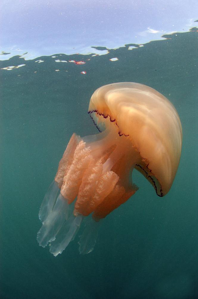 英国海岸附近现巨型水母重达64斤
