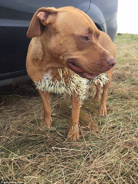 加拿大宠物狗攻击豪猪被扎满倒刺