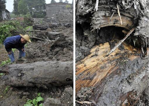 组图：四川崇州田间挖到疑似20米巨型乌木