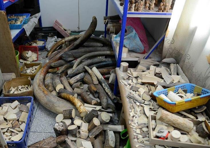 组图：江西森林公安缴获象牙制品600余公斤