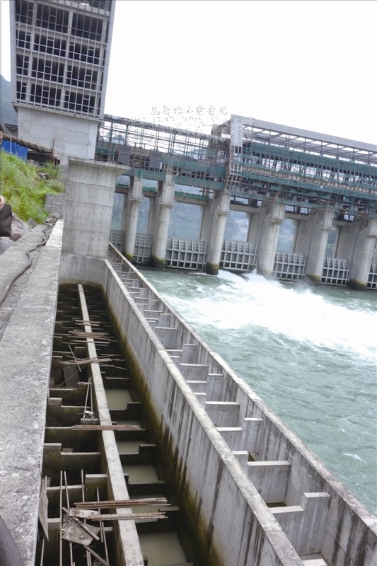 楠溪江香鱼已濒临绝迹 巨资兴建的鱼道久未能投用