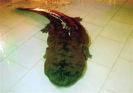 重庆现百斤重巨型野生娃娃鱼 专家:200岁以上