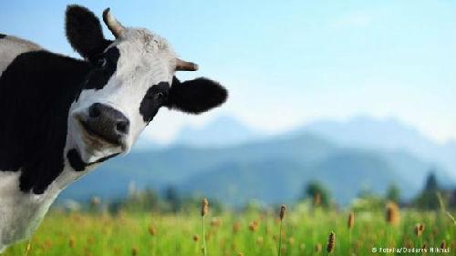 澳大利亚奶牛(资料图片)