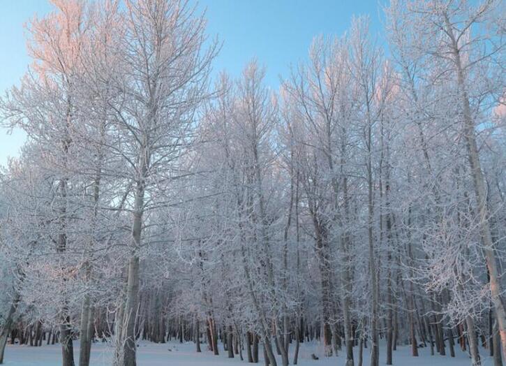 新疆阿勒泰罕见降雪后 现千里霜挂美景