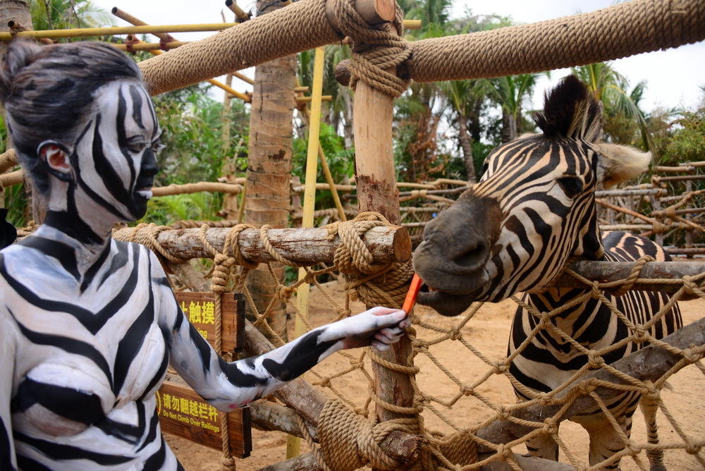 温州网 新闻中心 图片频道 奇趣角 1月10日,三亚宋城旅游区彩色动物园