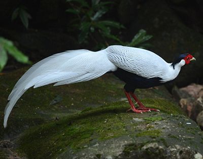 白鹇雌鸟图片