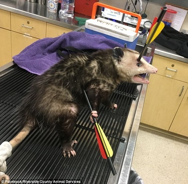 负鼠被箭射穿头部和身体 疼得眼中含泪