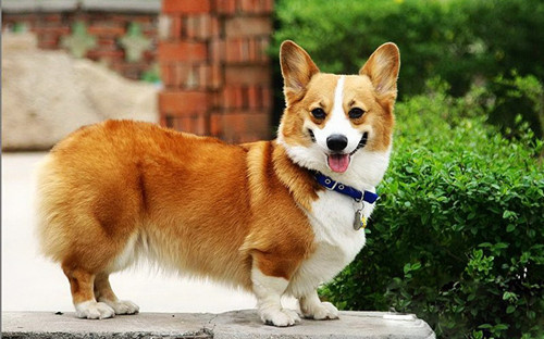 英国女王伊丽莎白二世与威尔士柯基犬