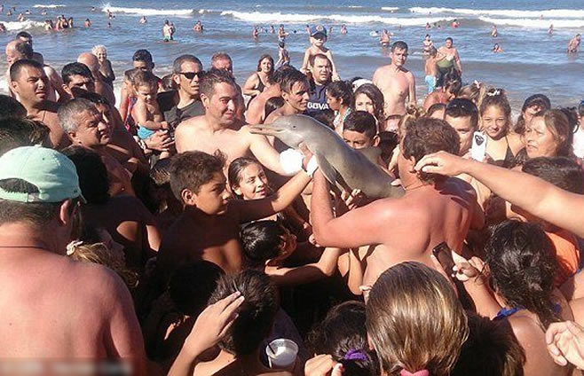 游客争抢小海豚拍照 致其脱水死亡后被扔海滩