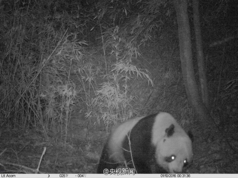 陕西拍摄到野生大熊猫 身体健壮毛色干净