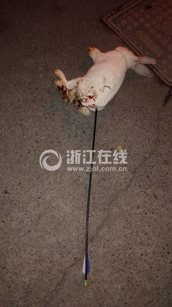 杭州两男生用箭杀死小姑娘的兔子 专家:三孩子心理都得关注