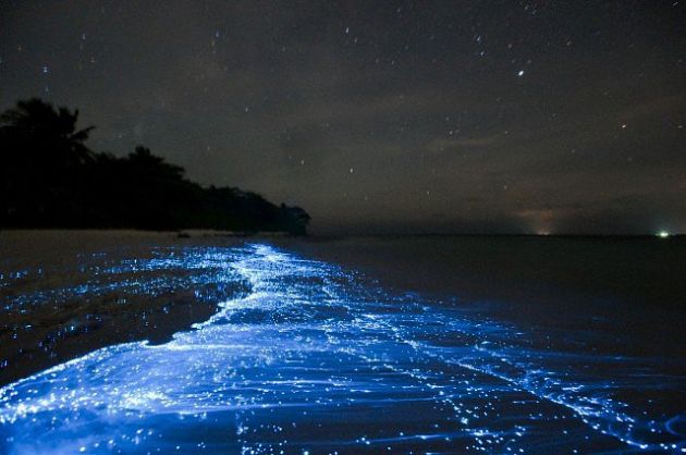 sea of stars, maldives