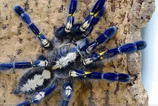 温州口岸截获极度濒危活体蜘蛛 毒性强极具危险性