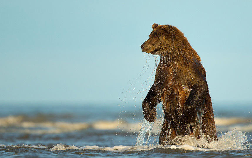 摄影师拍摄阿拉斯加棕熊捕食鲑鱼画面