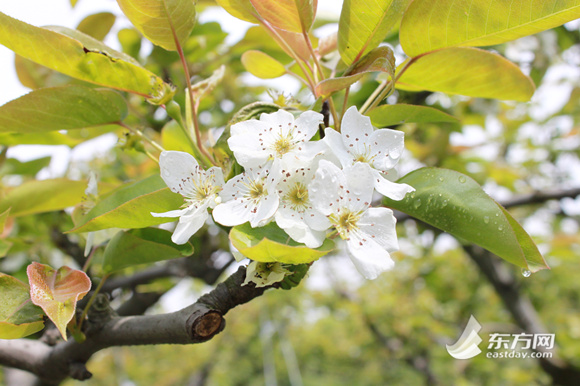第五届上海仓桥水晶梨梨花节推出两项主题活动