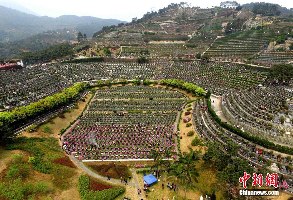 空中鸟瞰福州一陵园密密麻麻格外壮观