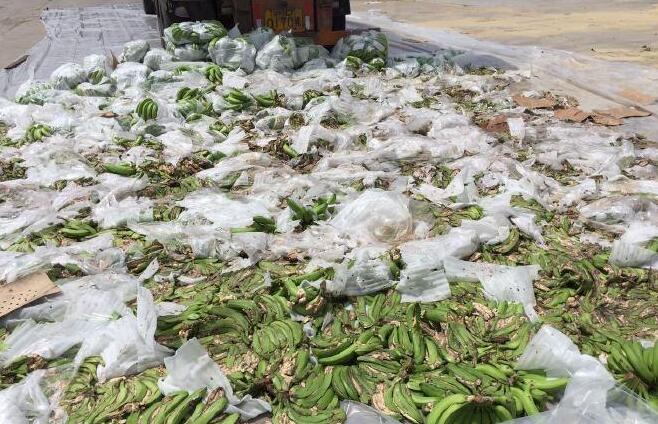 60吨菲律宾进口香蕉被销毁 携带危险有害生物