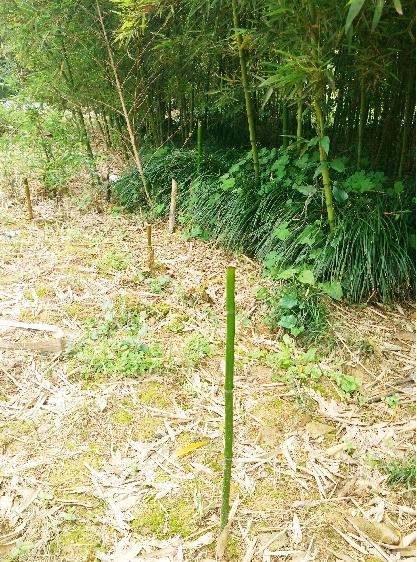 乐清一公园内2000株竹子遭折断 被人拿去做菜吃