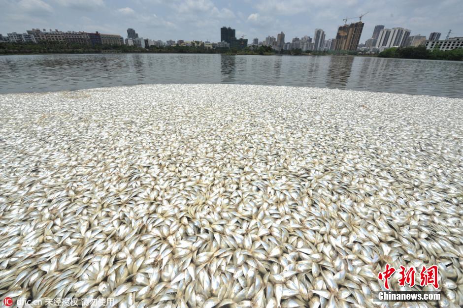 海口红城湖出现大量死鱼 5小时打捞超过20吨
