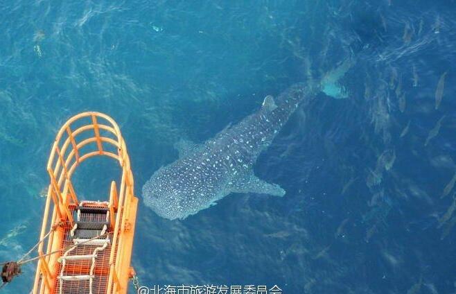 广西罕见鲸鲨遭残忍杀害 2.5元一斤贩卖