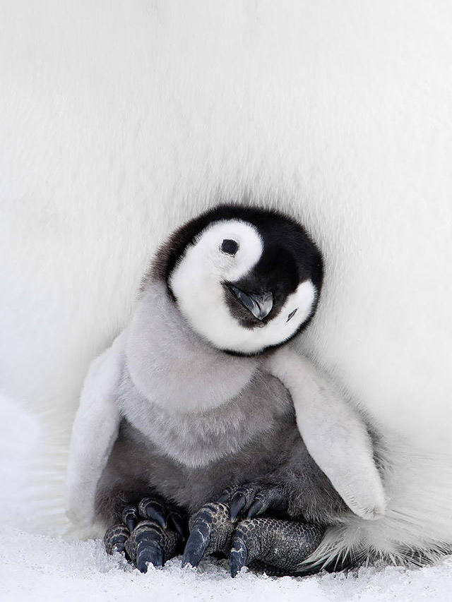 可爱企鹅图片 真实图片