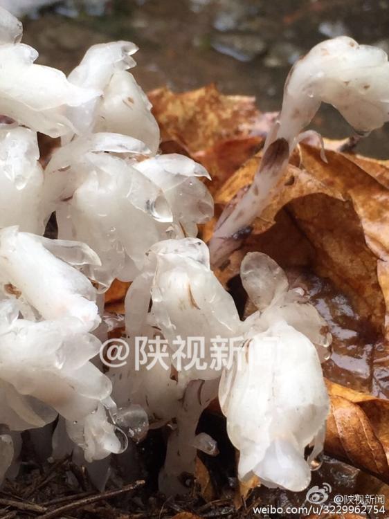 陕西田峪发现罕见死亡之花水晶兰