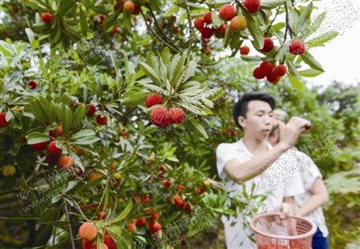 温州网讯 茶山杨梅昨起陆续上市,茶山杨梅节同时启动.