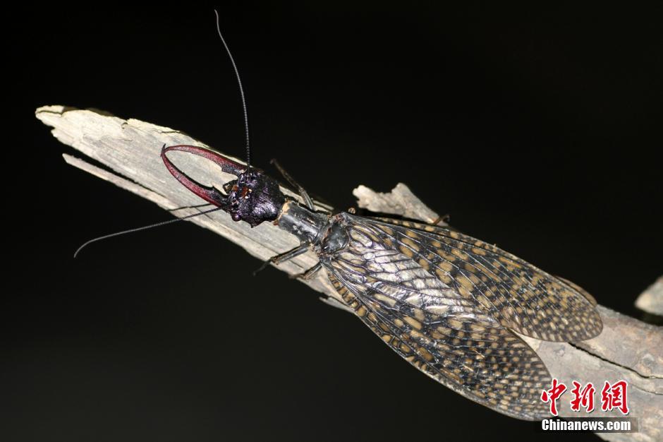 四川"怪虫"获颁吉尼斯世界纪录证书