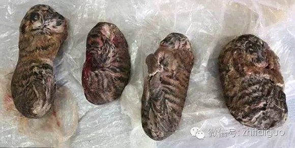 泰国虎庙黑幕起底:一座巨大的"虎肉罐头厂"