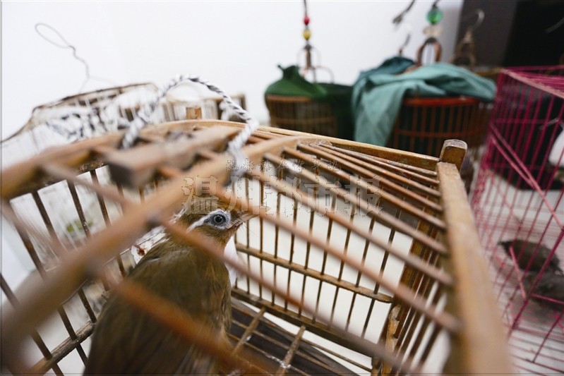 他们先后已捕捉了50多只画眉,斑鸠等野生鸟类并贩卖,还将卖不掉的当人