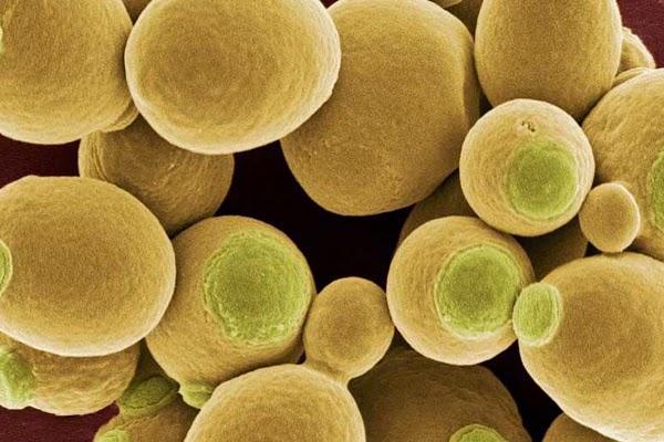 人类是如何驯化啤酒"酵母君"的?