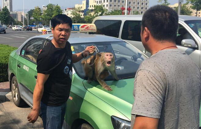 马戏团猴子抢夺出租车方向盘 差点引发事故