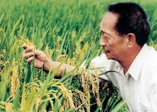 再创纪录!袁隆平超级稻高纬度实验亩产超1000公斤
