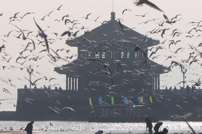 青岛栈桥进入最佳期观鸟期 万鸥齐飞遮天蔽日