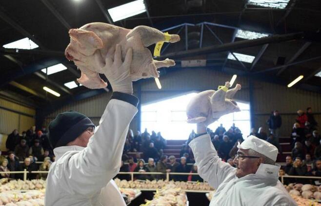 英国圣诞火鸡拍卖 民众争先抢购800只家禽