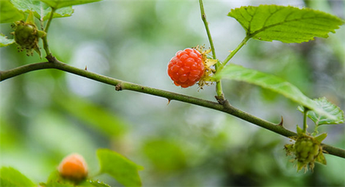 茅莓茅莓多以药用名薅田藨出现,以根或茎,叶入药,具有止痛,活血,祛风