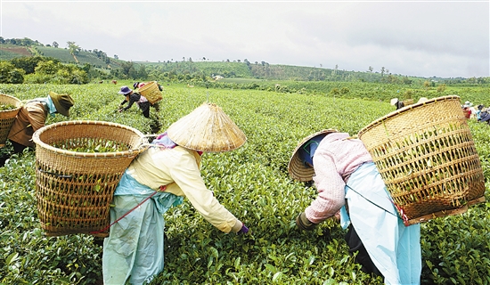 六茶共舞从浙江传向世界