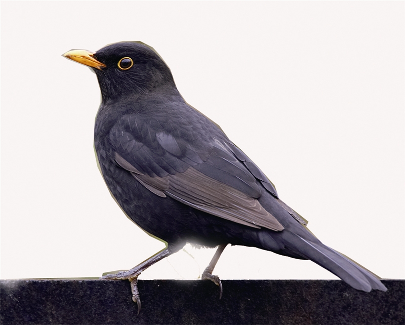 乌鸫宝宝嗷嗷待哺被访者供图