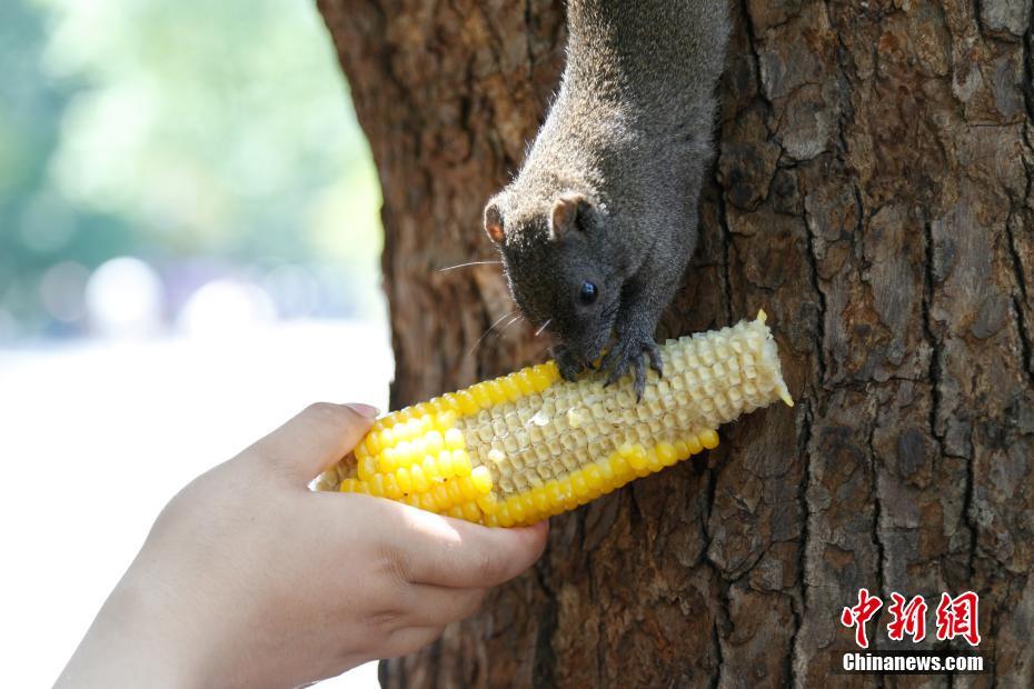为吃玉米“倒挂金钩” 杭州西湖边的松鼠不怕人