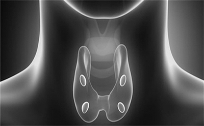 甲状旁腺模式图图片