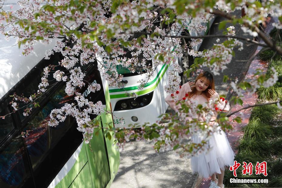 上海“最美公交站”迎来浪漫樱花季