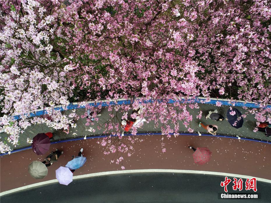 广西柳州烟雨朦胧 民众冒雨赏花