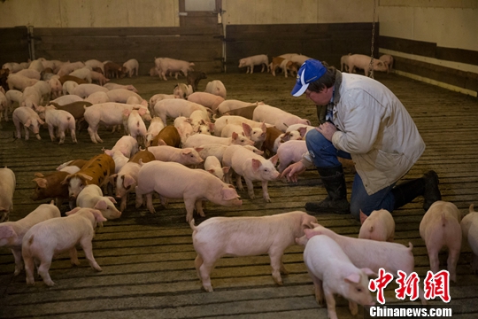 4月中旬,美国艾奥瓦州柯林斯镇的一座农场,户生猪饲养农户大卫在幼猪