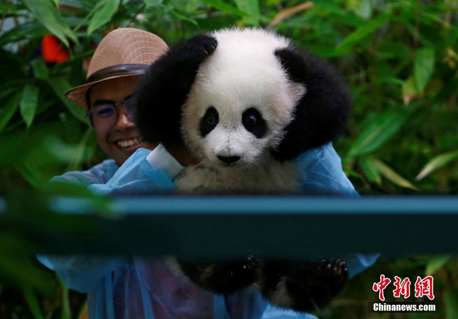 马来西亚新生大熊猫宝宝首亮相 小爪爪抱脑袋表情萌化