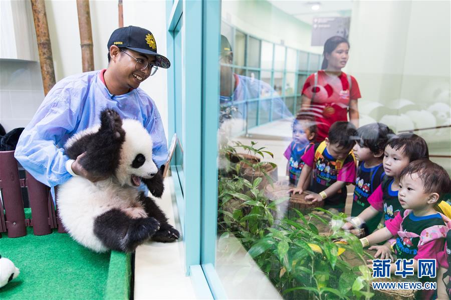 旅马大熊猫的马来西亚“奶爸”