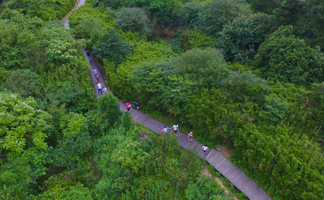 在温州大罗山景区绿道,市民蜿蜒穿行于苍翠欲滴的绿树丛中,享受大