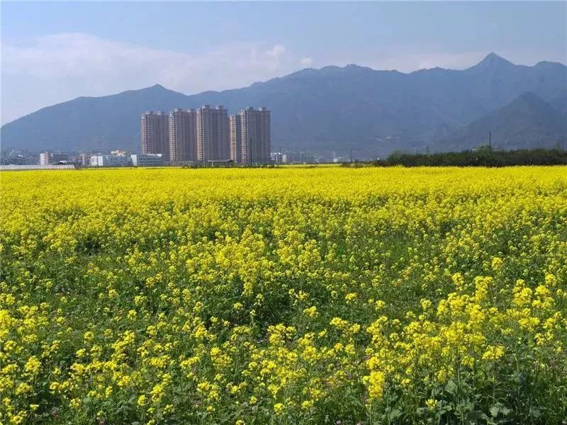 藤桥油菜花田 周炳法 摄